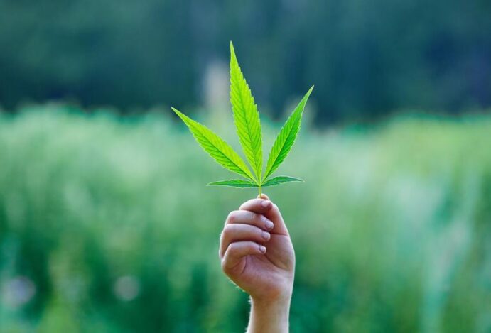 EMPREENDER NO SETOR DE CANNABIS Canabidiol, cannabis medicinal, CBD