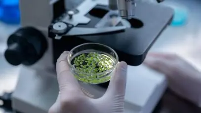 INDÚSTRIA BRASILEIRA DE CANNABIS Indústria brasileira, farmacêutica, cannabis