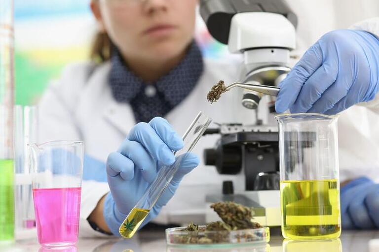 Estudos clínicos com cannabis avançam pelo país