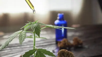 REGULAMENTAÇÃO DA CANNABIS Canabidiol, STJ, cannabis medicinal, Anvisa
