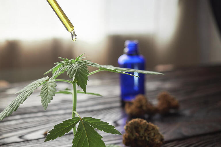 STJ nega mais prazo para regulamentação da cannabis