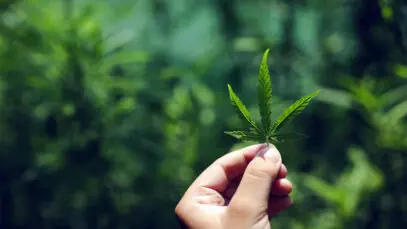 MERCADO DE CANNABIS Cannabis medicinal, tecnologia, CBD canabidiol, THC