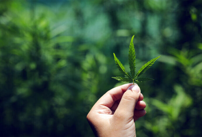 MERCADO DE CANNABIS Cannabis medicinal, tecnologia, CBD canabidiol, THC