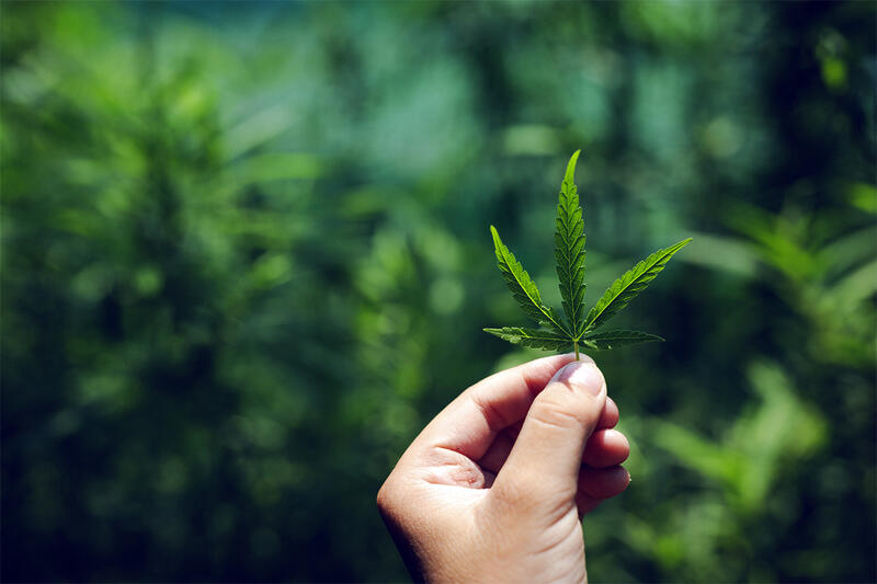 MERCADO DE CANNABISCannabis medicinal, tecnologia, CBD canabidiol, THC
