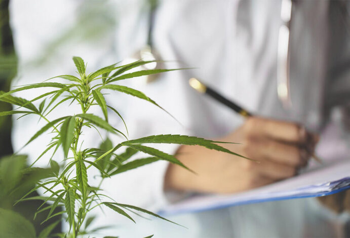 CONGRESSO BRASILEIRO DA CANNABIS MEDICINAL, Cannabis medicinal, cannabis