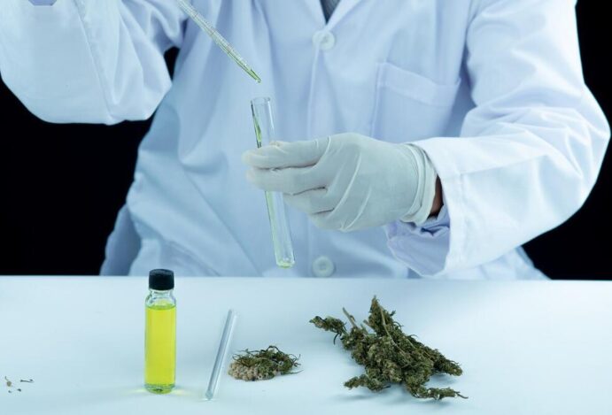 cannabis em farmácias de manipulação