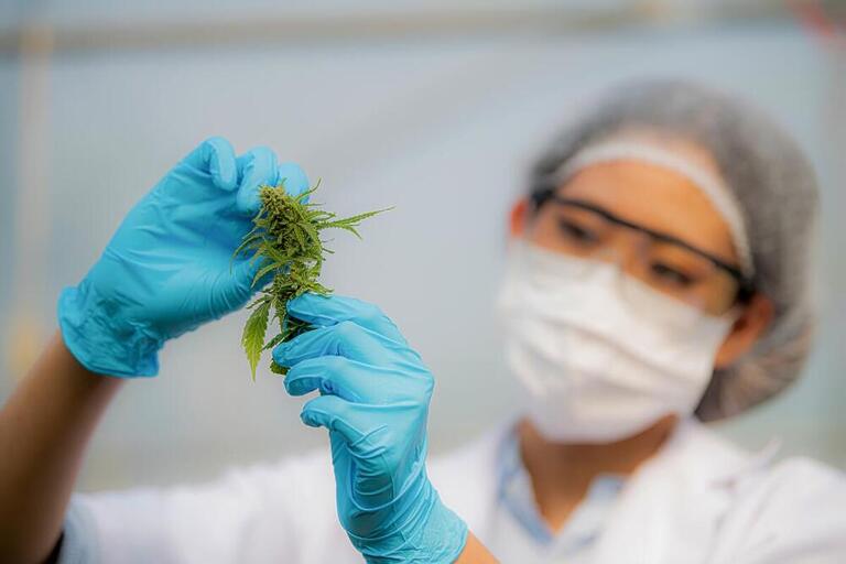 congresso brasileiro da cannabis medicinal