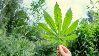 cultivo de cannabis