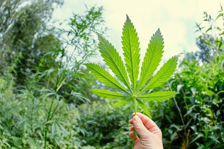 Deputado sugere que Brasil invista no cultivo de cannabis