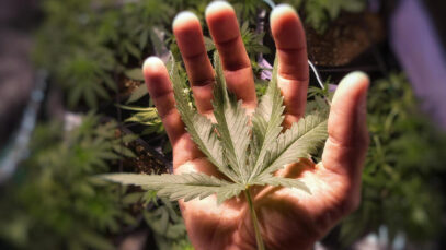 Governo cria plano de regulamentação de acesso à cannabis