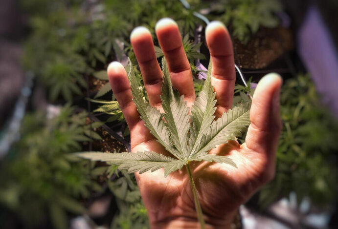 ACESSO À CANNABIS, Cannabis medicinal, cannabis, AGU