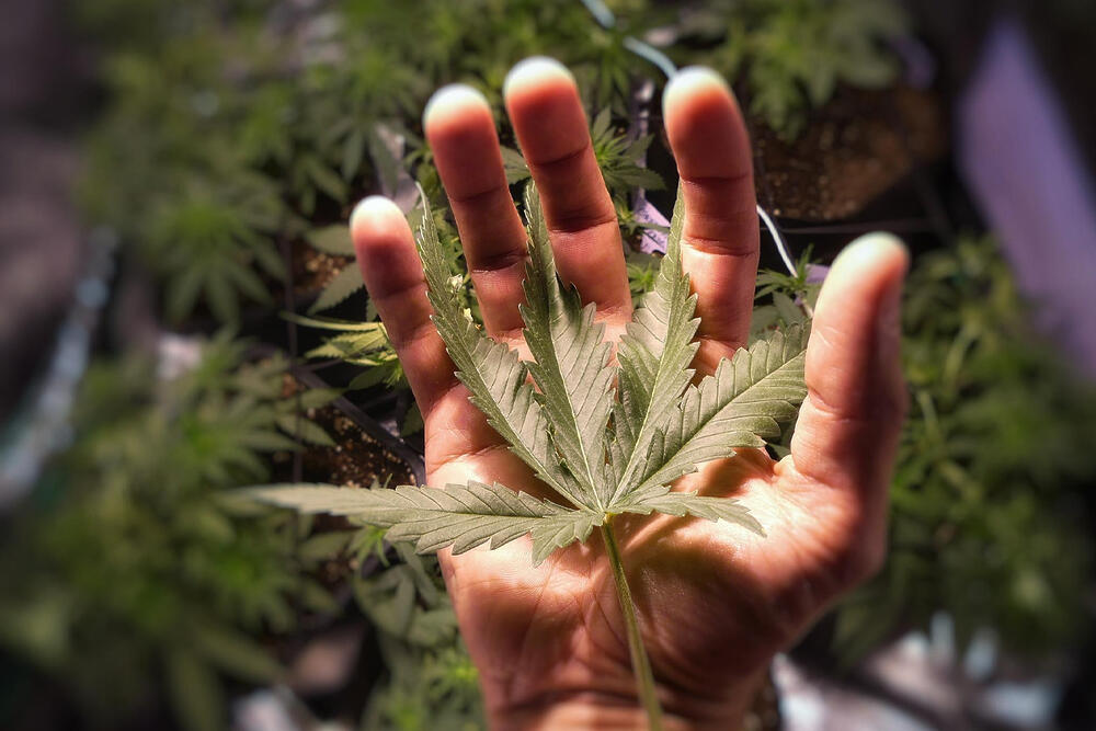Governo cria plano de regulamentação de acesso à cannabis 1 ACESSO À CANNABIS,Cannabis medicinal, cannabis, AGU