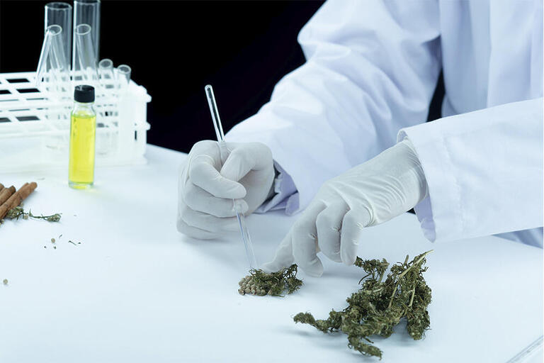 Estudo global analisa produção científica da cannabis