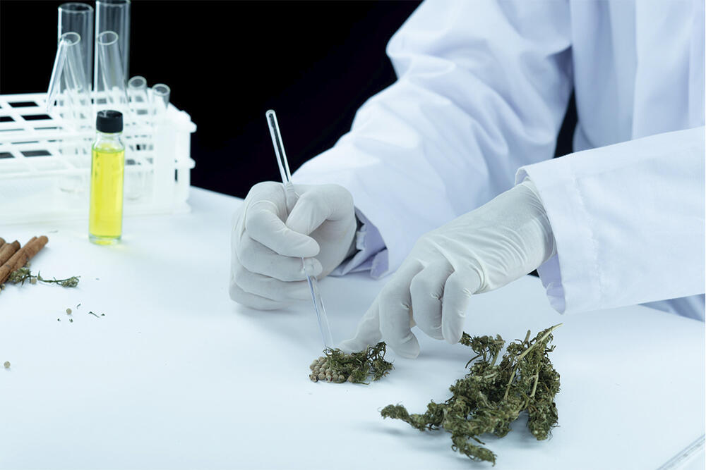 Estudo global analisa produção científica da cannabis 1 PRODUÇÃO CIENTÍFICA DA CANNABIS,Cannabis medicinal, cannabis, CTICANN, ABICANN