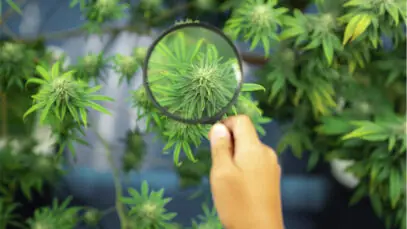 NOVO CANABINOIDE Canabinoide, Cannabis medicinal, cannabis