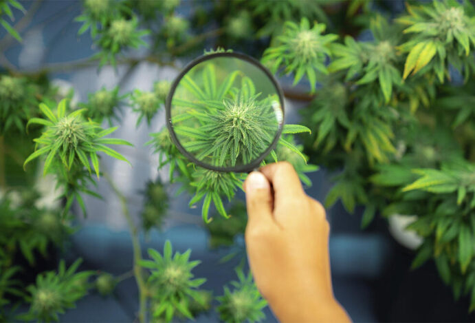 NOVO CANABINOIDE Canabinoide, Cannabis medicinal, cannabis