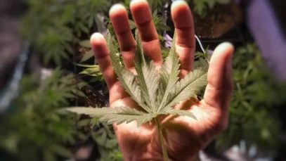 canabidiol para pessoas com deficiência, cannabis medicinal, CBD