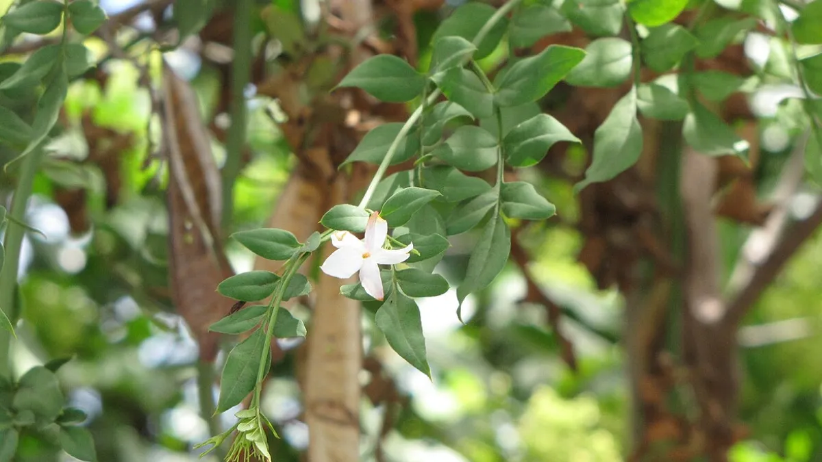 Jasmonatos moléculas encontradas em plantas