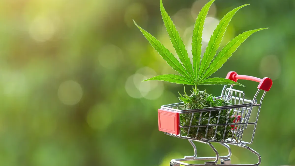 Saiba-os-caminhos-possíveis-para-a-propaganda-de-cannabis propaganda de cannabis, cannabis, publicidade, indústria farmacêutica