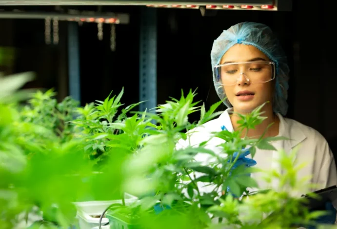 mercado de cannabis medicinal rdc