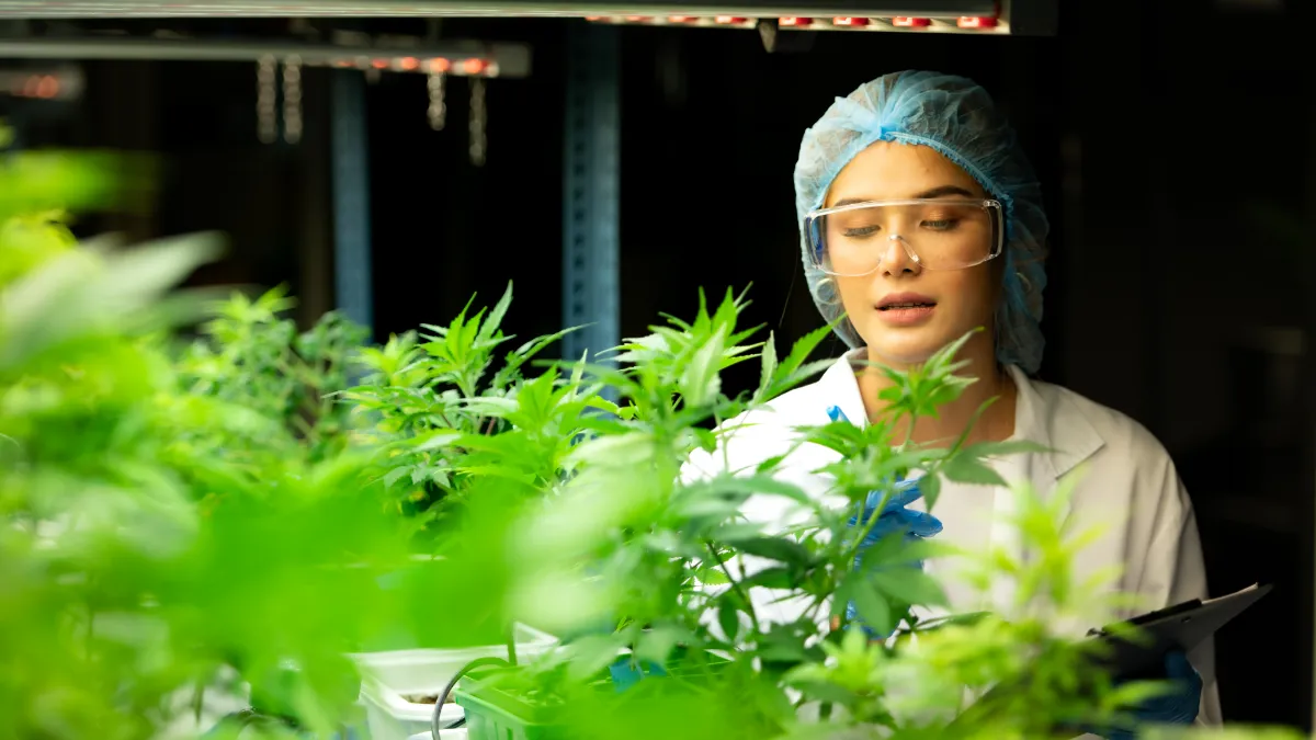 mercado de cannabis medicinal rdc