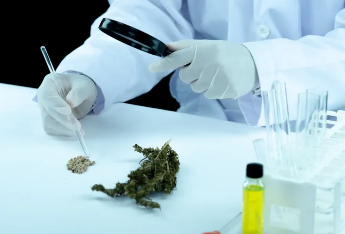 Deputados debatem proposta sobre associações de cannabis