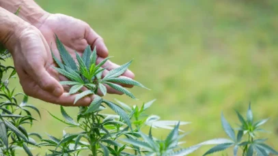 AGU quer adiar regulação do plantio de cannabis medicinal
