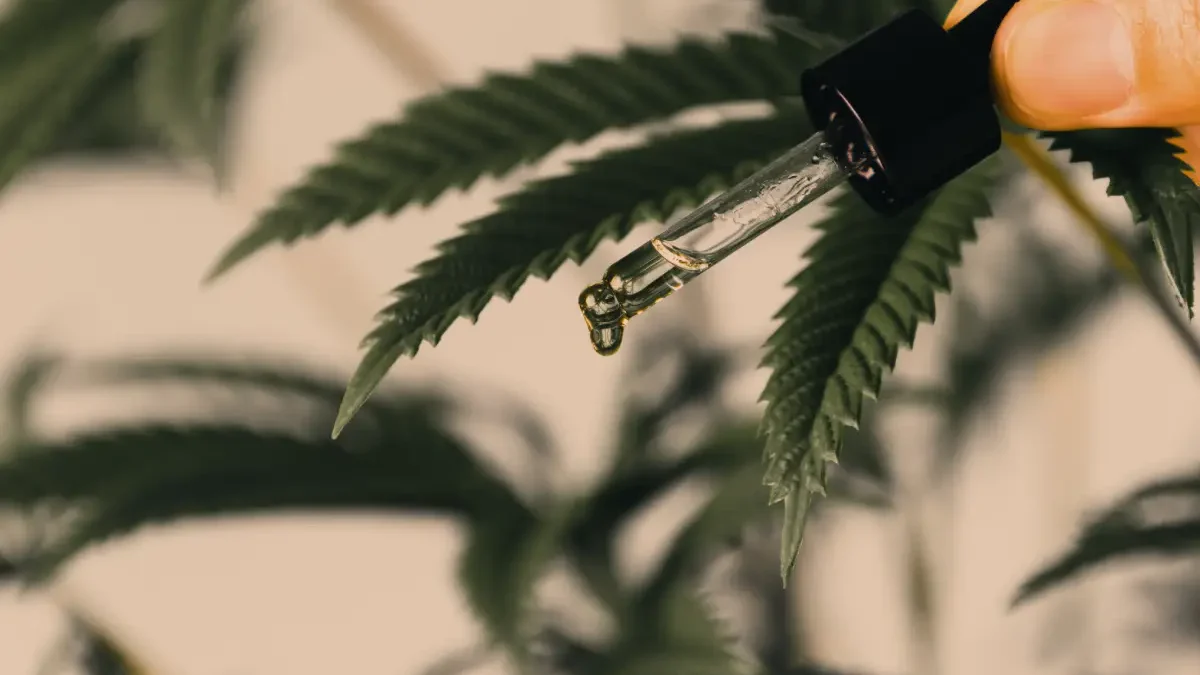 Apoio à cannabis atinge recorde de 66% entre brasileiros