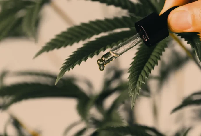 Apoio à cannabis atinge recorde de 66% entre brasileiros