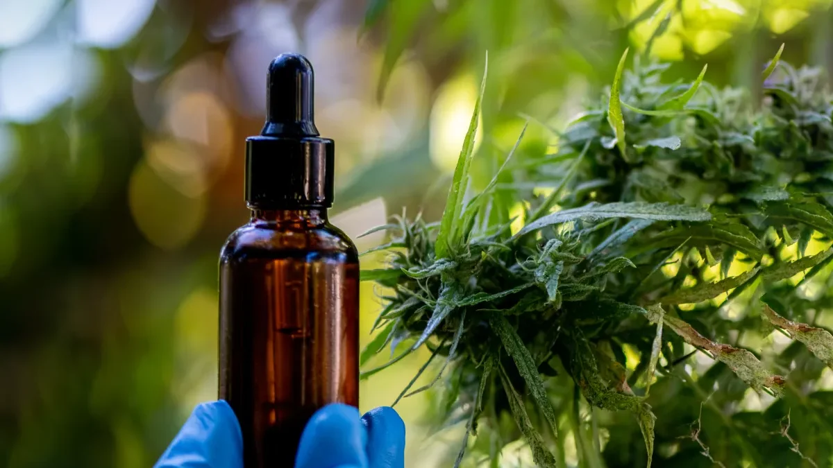 Indústria analisa possíveis avanços no mercado de cannabis