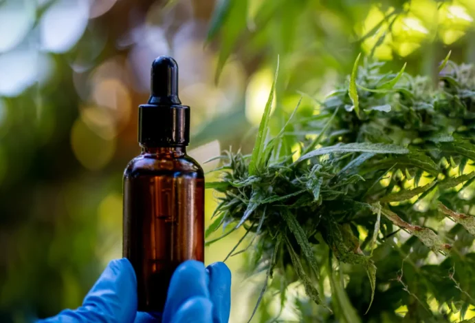 Indústria analisa possíveis avanços no mercado de cannabis
