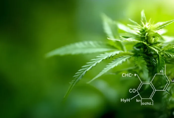 AGU pede prorrogação de prazo para regulamentação do plantio de Cannabis