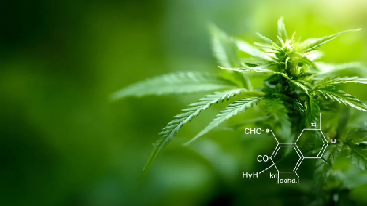 AGU pede prorrogação de prazo para regulamentação do plantio de Cannabis