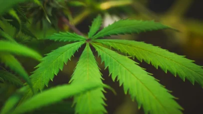 Empresa aguardou mais de um ano pela aprovação da Anvisa