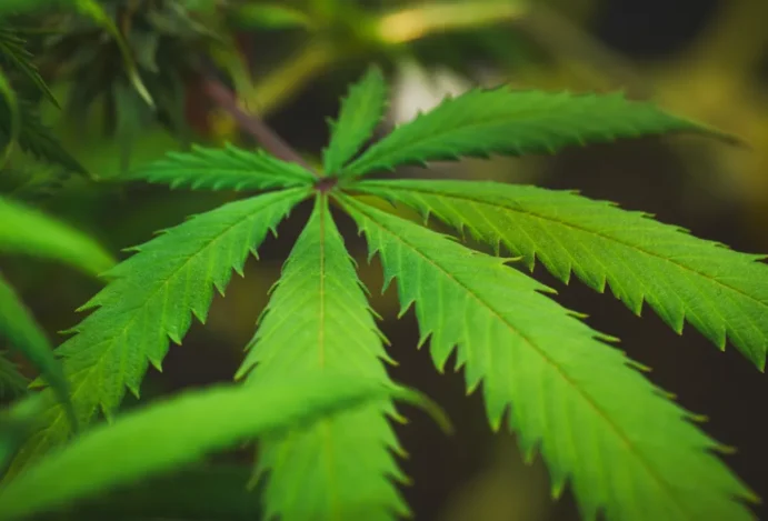 Empresa aguardou mais de um ano pela aprovação da Anvisa