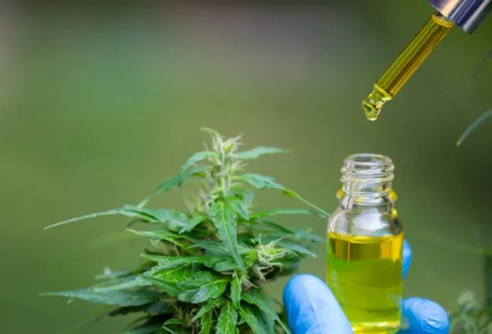 novos produtos medicinais a base de cannabis na anvisa