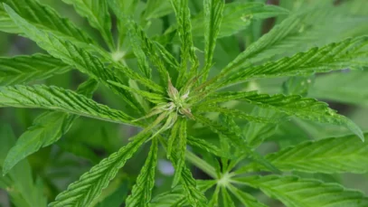 Anvisa concedeu quase 140 mil autorizações para a importação de cannabis entre janeiro e setembro