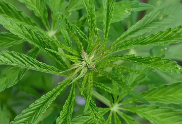 Anvisa concedeu quase 140 mil autorizações para a importação de cannabis entre janeiro e setembro