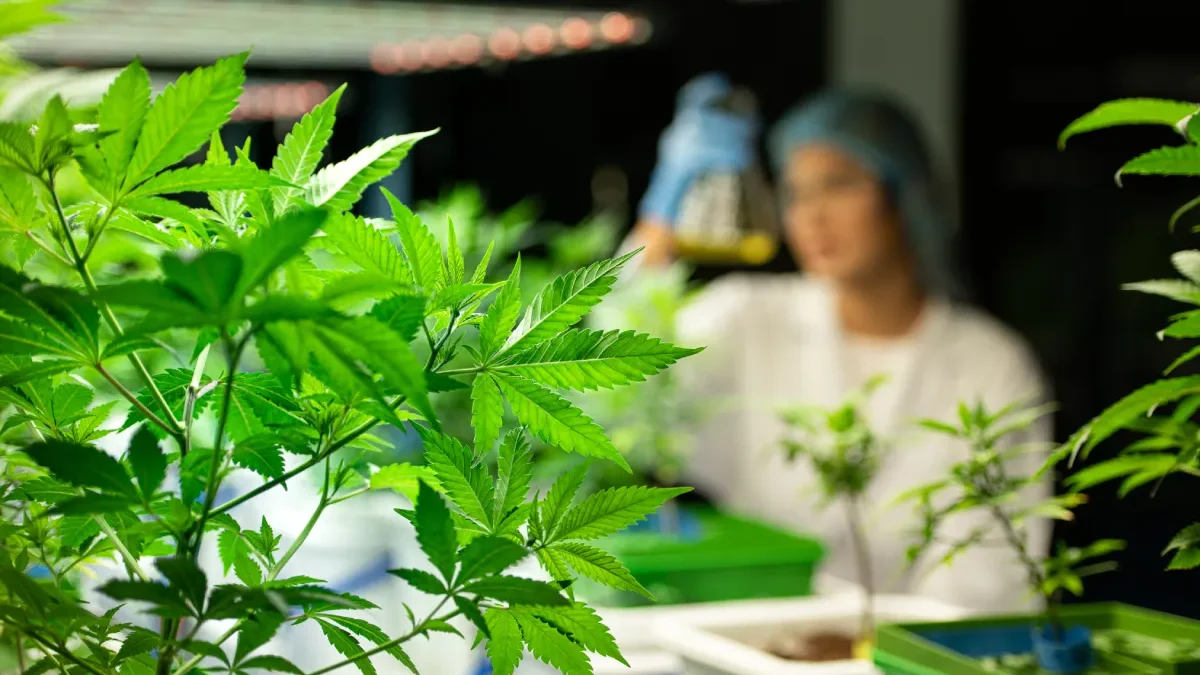 Estudo revela os maiores players de cannabis nas farmácias