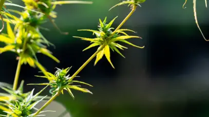 Ver mais: Cultivo pode desbloquear potencial do mercado de cannabis medicinal