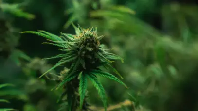 RDC 1.015/2026 foi um dos temas debatidos em congresso sobre cannabis medicinal
