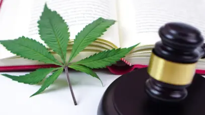 guia anvisa rdc de produtos de cannabis