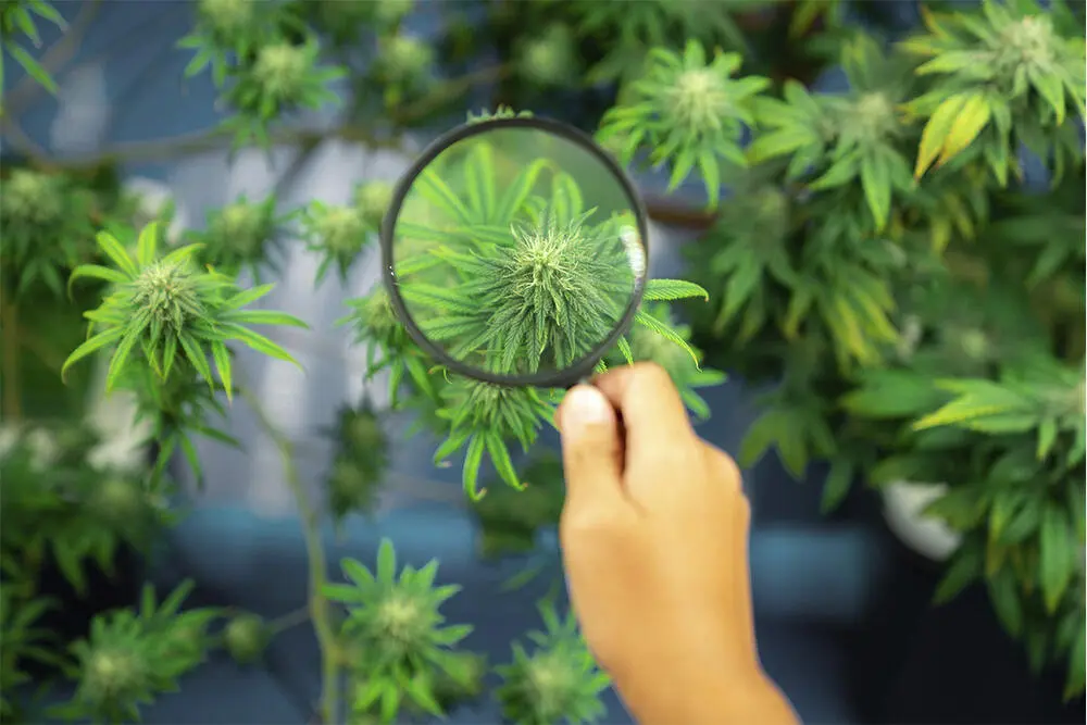 NOVO CANABINOIDECanabinoide, Cannabis medicinal, cannabis 